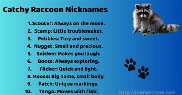 30+ Raccoon Names & Funny Nicknames For Your Pet