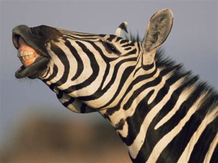 A zebra escaped from the Seoul zoo and spent 3 hours hoofing around the capital city