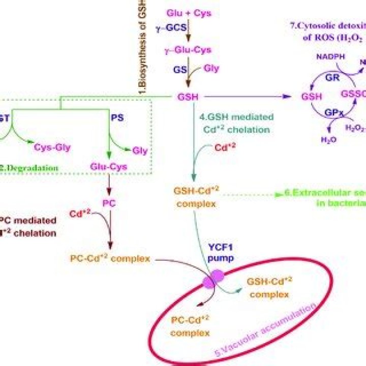Coordinate induction of glutathione biosynthesis and glutathione-metabolising enzymes is correlated with salt tolerance in tomato - ePrints