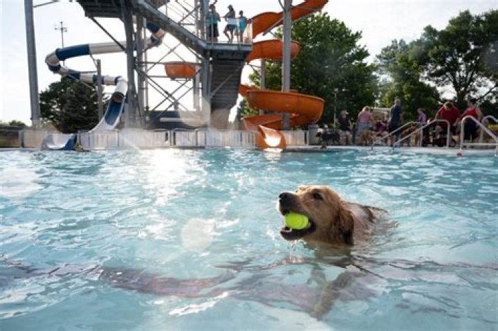 🐶 Dog Splash at Star City Shores