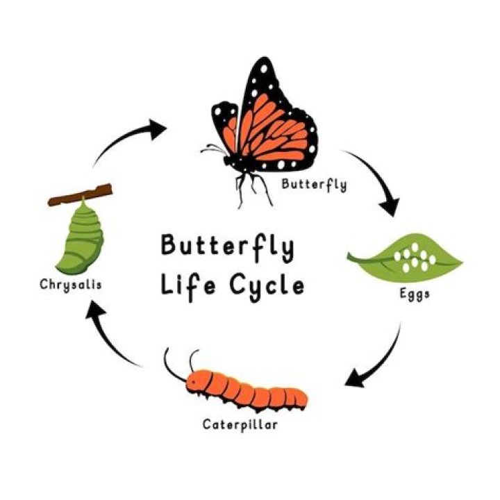 How many of you have experienced or heard of the Butterfly Scheme?