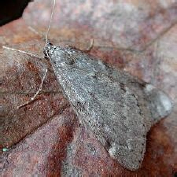 Moth Photographers Group – Alsophila pometaria – 6258