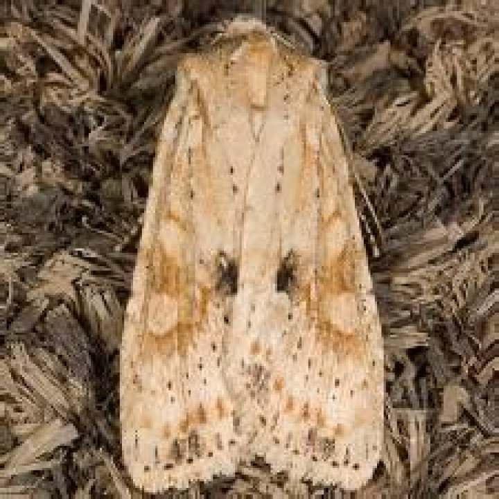 Moth Photographers Group – Lithophane innominata – 9888