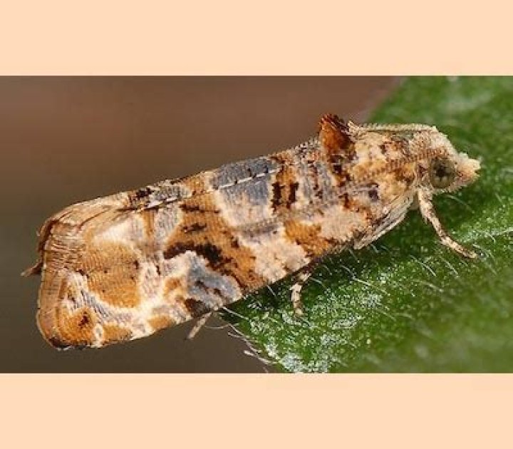 Moth Photographers Group – Lobesia botrana – 19445
