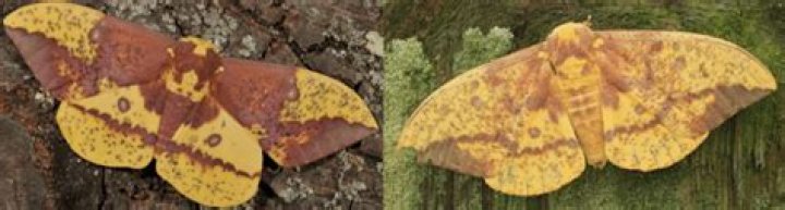 Moth Photographers Group – Michigan Moths