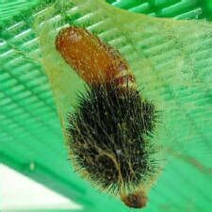 Moth Photographers Group -- MothTalk020.htm