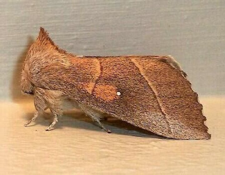 Moth Photographers Group – Nadata gibbosa – 7915