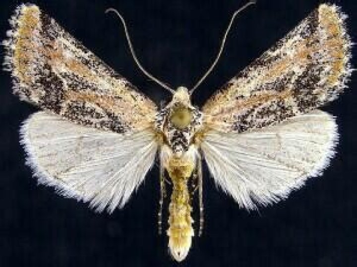 Moth Photographers Group – Podagra crassipes – 9845