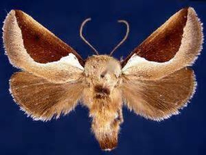 Moth Photographers Group – Prolimacodes badia – 4671