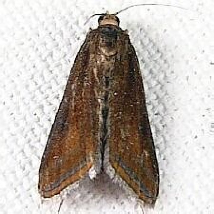 Moth Photographers Group -- South Florida Moths 01
