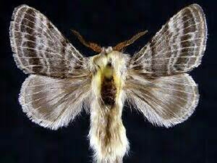 Moth Photographers Group – Tolype dayi – 7679