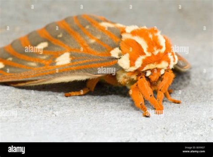 Moth Photographers Group – West Virginia Moths