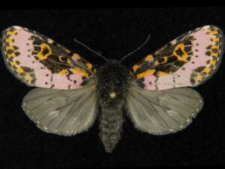 Moth Photographers Group – Xanthopastis regnatrix – 10640