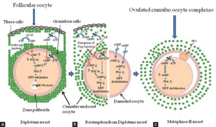 Regulation of M-phase promoting factor (MPF) in Nereis virens oocytes during meiotic maturation - ePrints