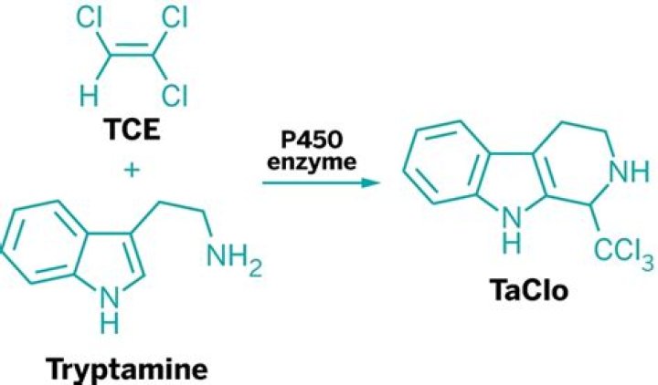 Trichloroethylene and its metabolite TaClo lead to degeneration of substantia nigra dopaminergic neurones: Effects in wild type and human A30P mutant α-synuclein mice - ePrints